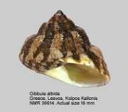 Gibbula albida (12)